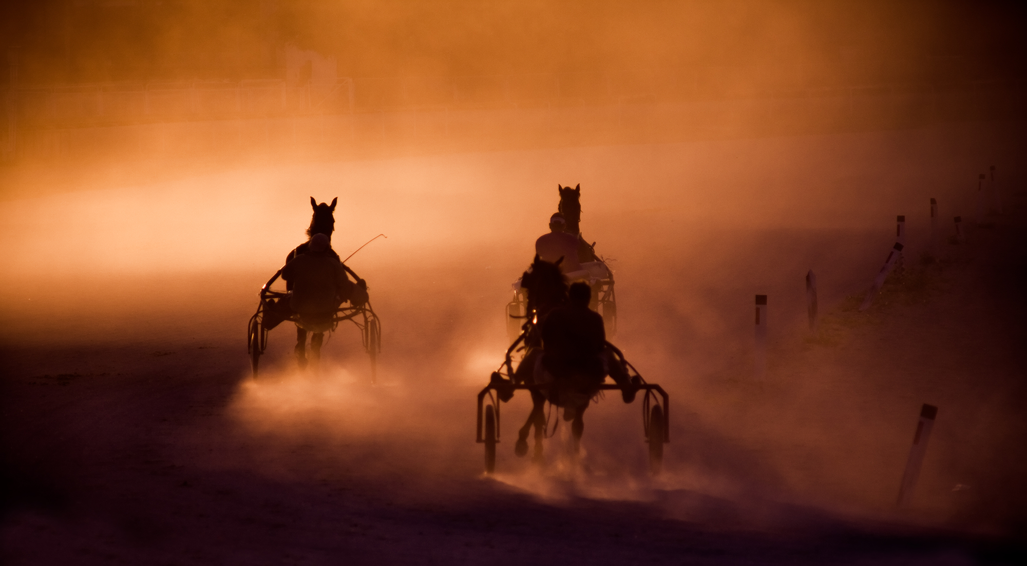 Feeding sport horses for a more stable microbiome 