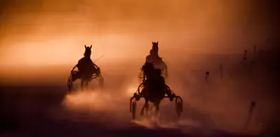 Feeding sport horses for a more stable microbiome