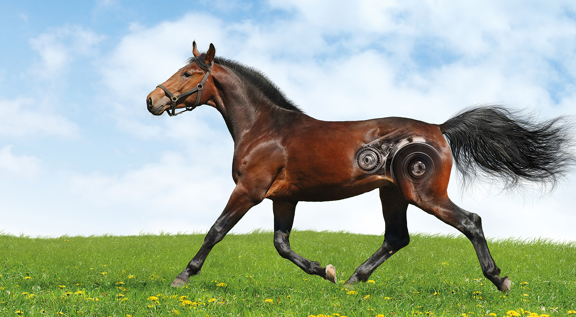 The engine room of the horse: digestive anatomy and the microbiome