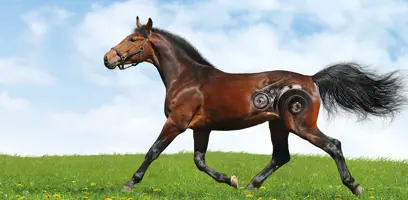 The engine room of the horse: digestive anatomy and the microbiome