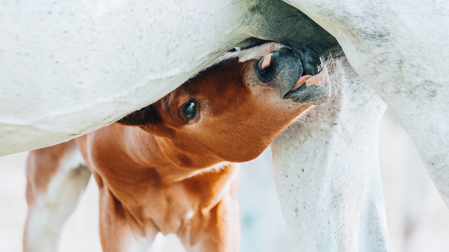 Dam nutrition, the microbiome and colostrum 