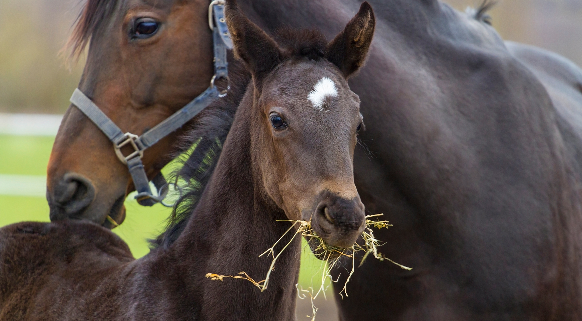 How early gut development can shape a foal’s future