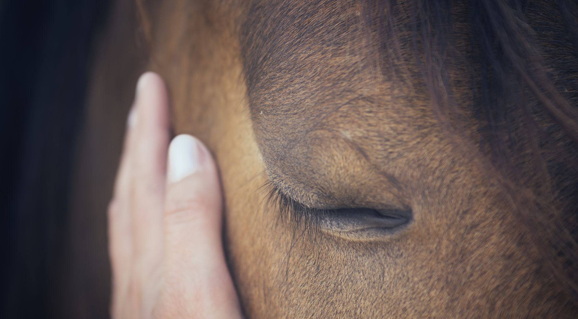 That Gut Feeling: How stress shapes your horse’s health from the inside out