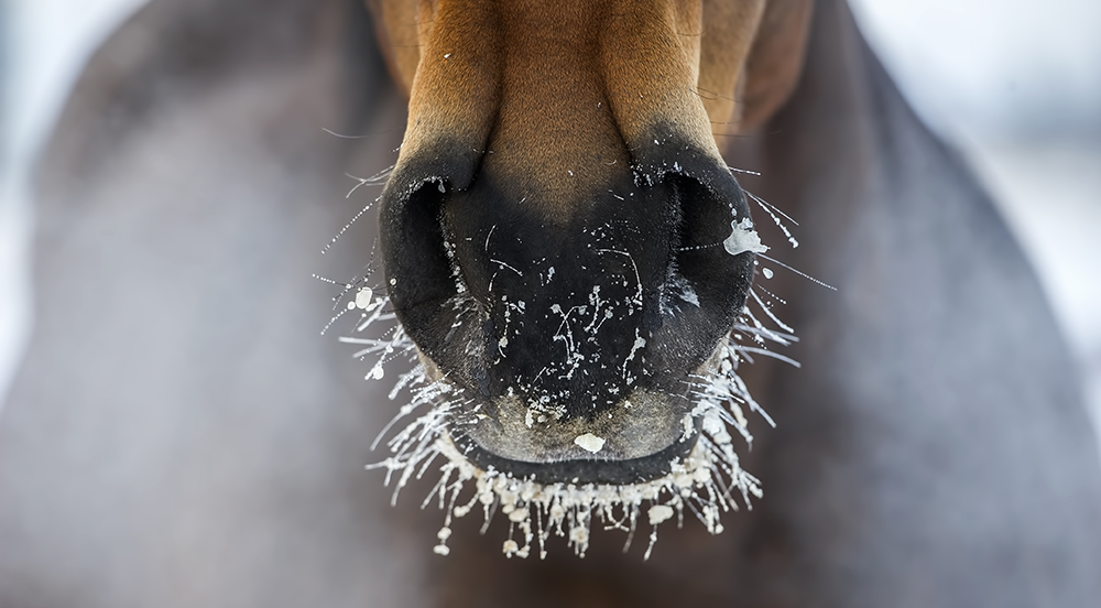 How the change in season impacts the equine microbiome