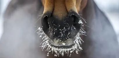 How the change in season impacts the equine microbiome