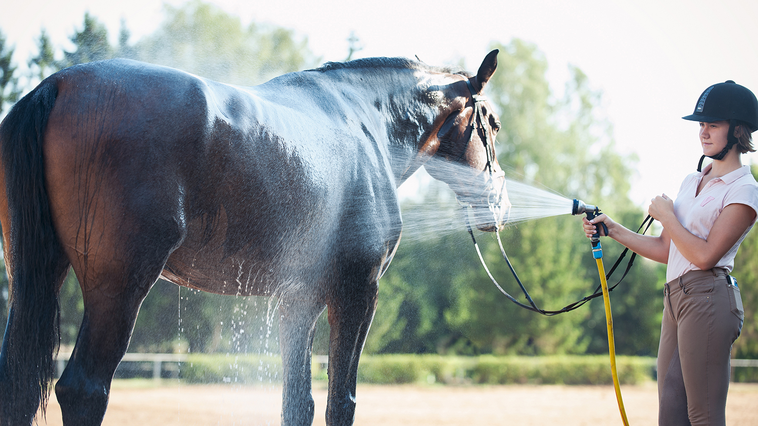 Heat stress in horses: why understanding it matters more than ever