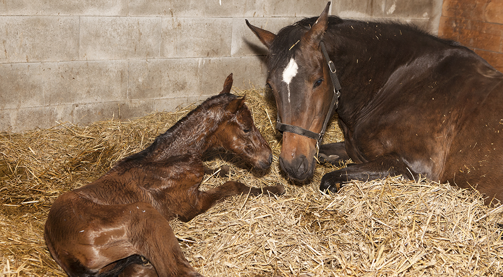Could gut health be influencing your breeding results?