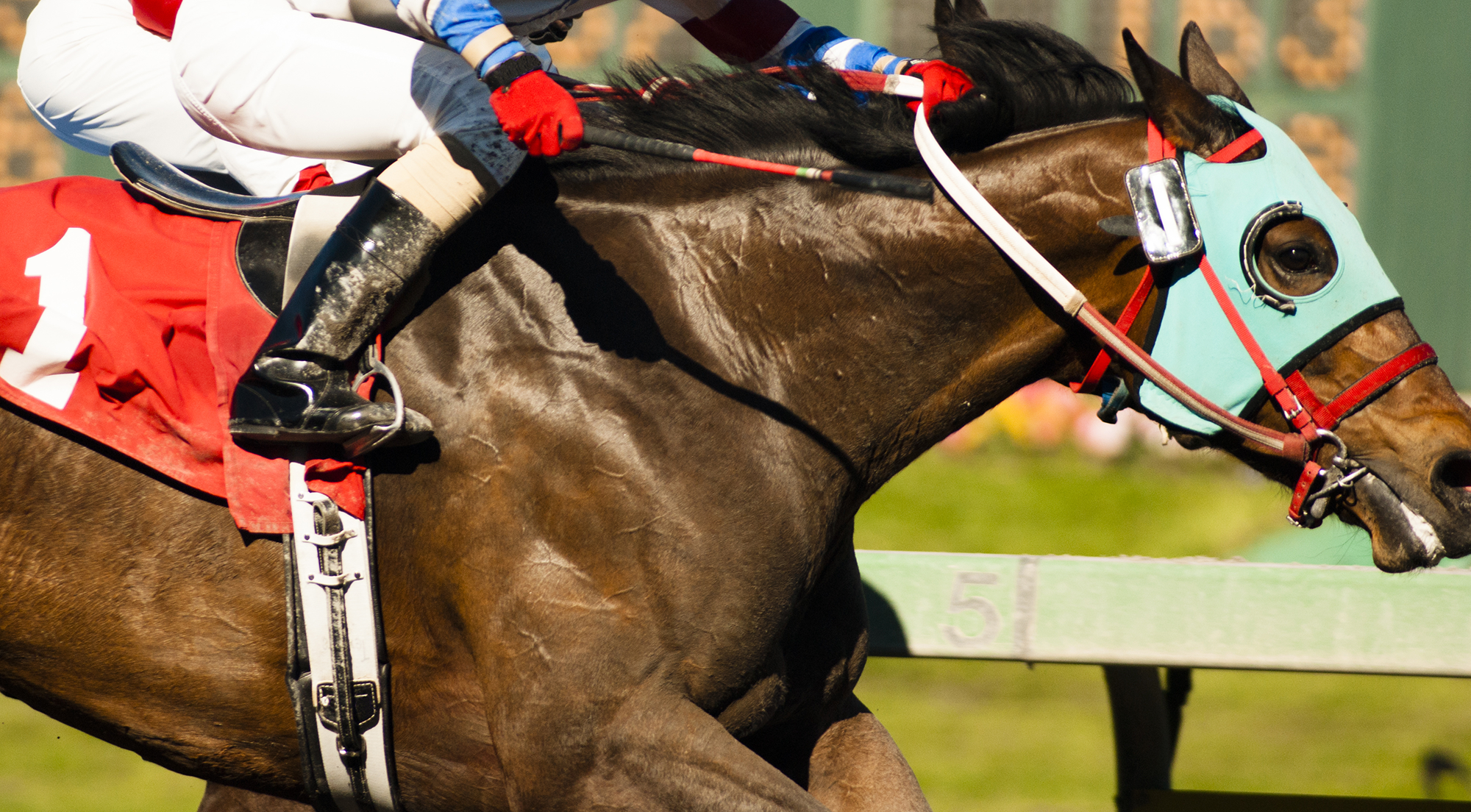 The gut-brain axis: a new frontier in performance and behaviour